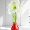 2026 Let Em Bloom Amaryllis Bulb - November Bloom