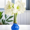 2026 Let Em Bloom Amaryllis Bulb - November Bloom